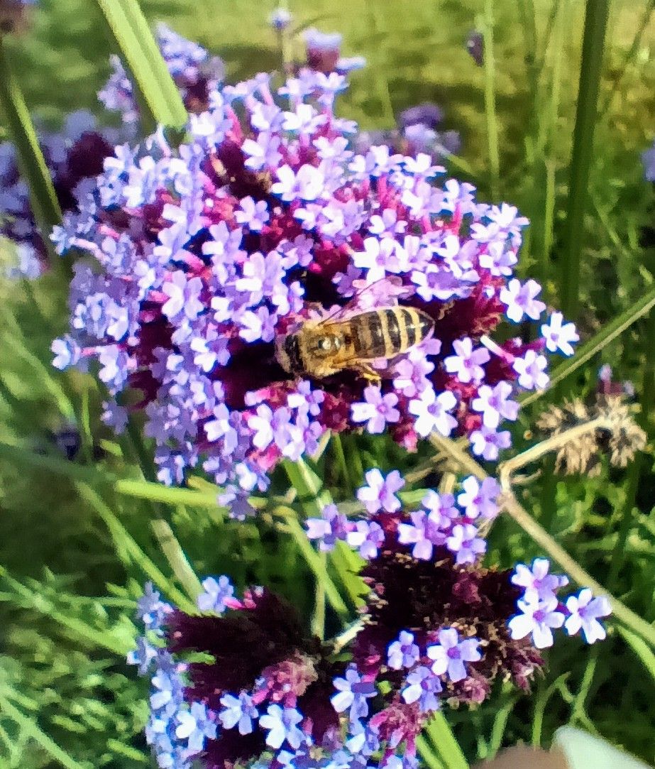 Paarse verbena met een honingbij