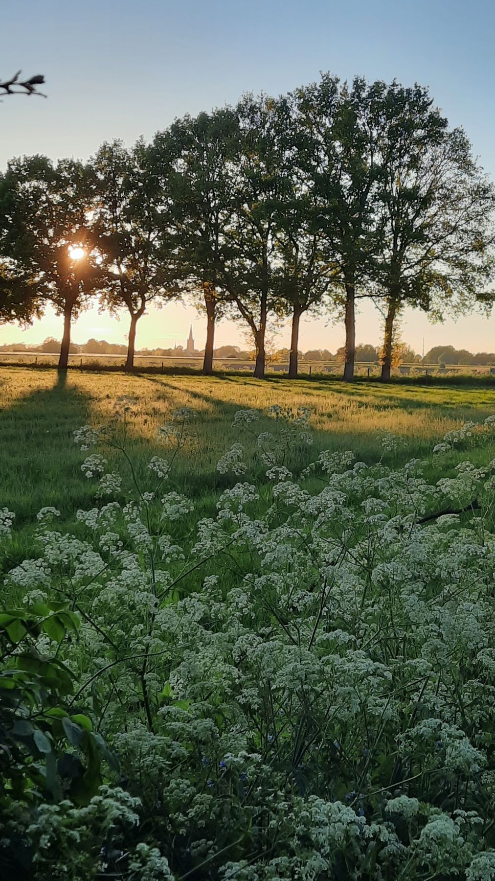 Een rij eiken in het tegenlicht van de lage zon, met fluitenkruid op de voorgrond