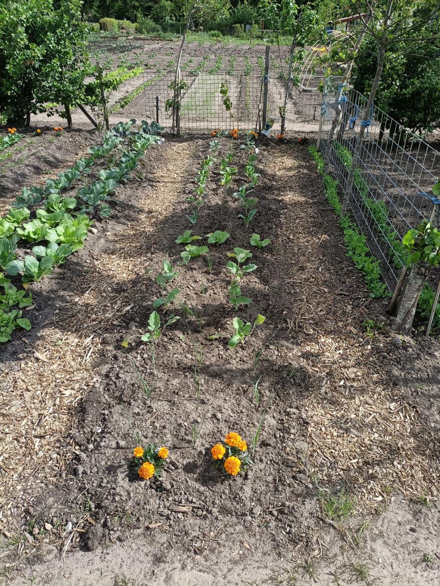 Een moestuin met koolplanten en oranje afrikaantjes achter gaas